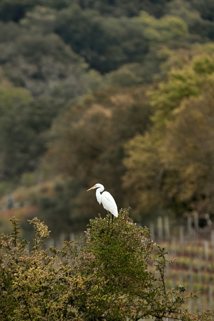 Silverado Vineyards Habitat Preservation Egret Photo LR