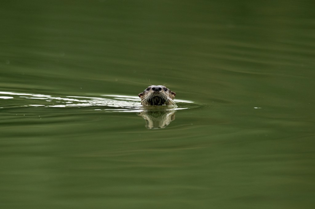 Silverado Vineyards Habitat Restoration Otter Photo LR