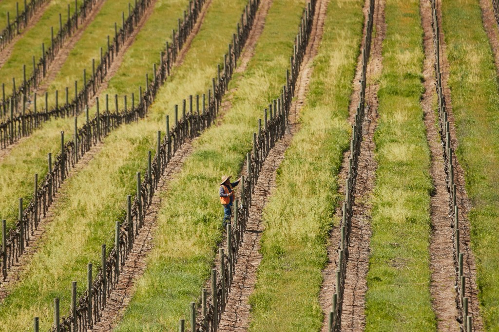 Mt. George Vineyard Aerial Pruning Photo HR