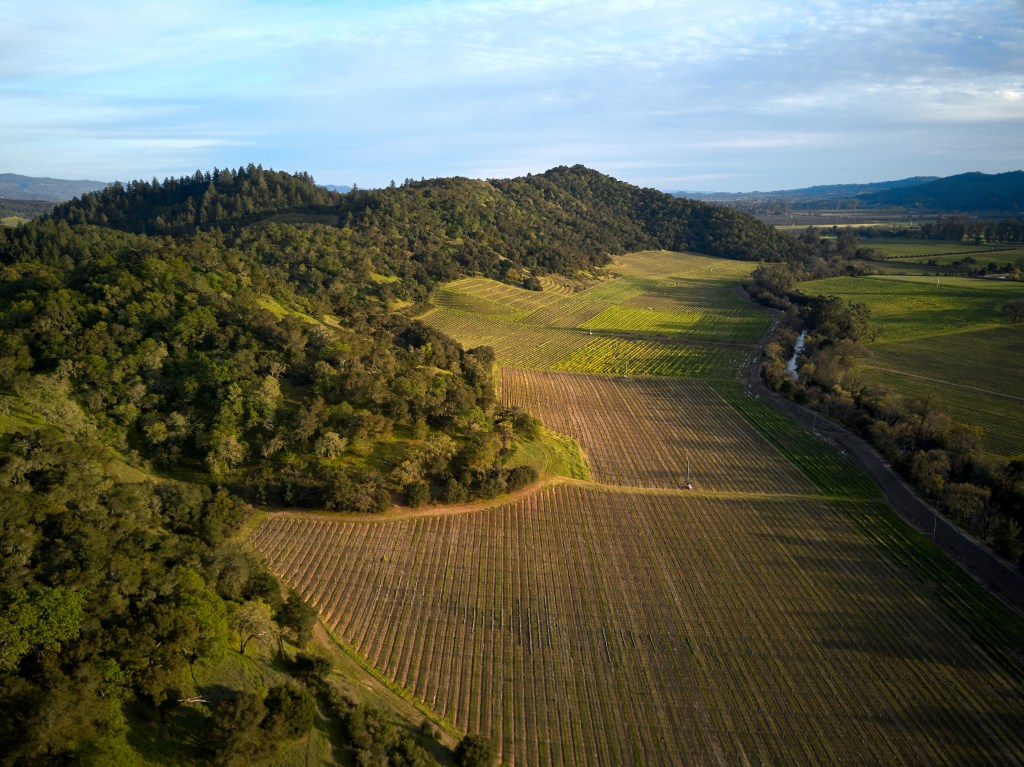 Silverado Vineyard