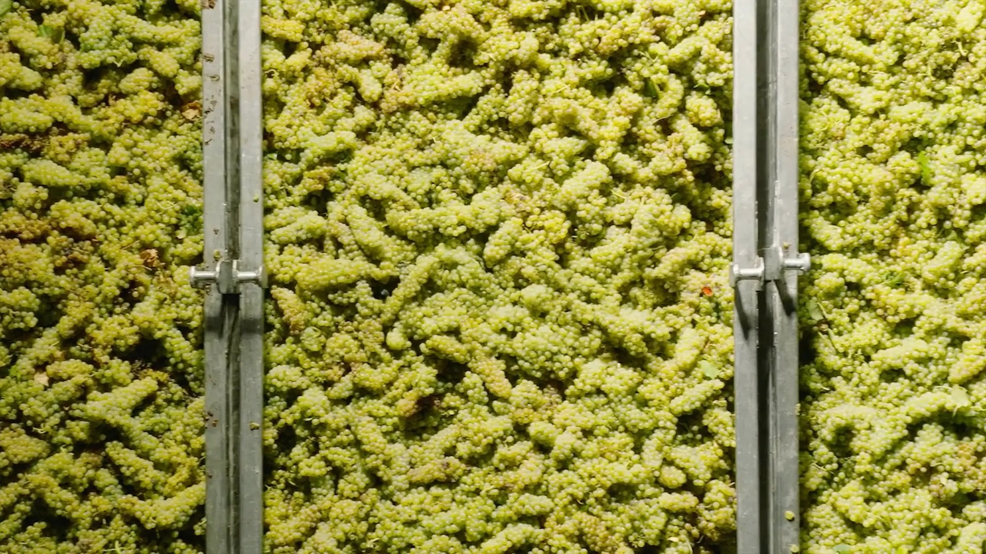 silverado winemaking video thumb harvest