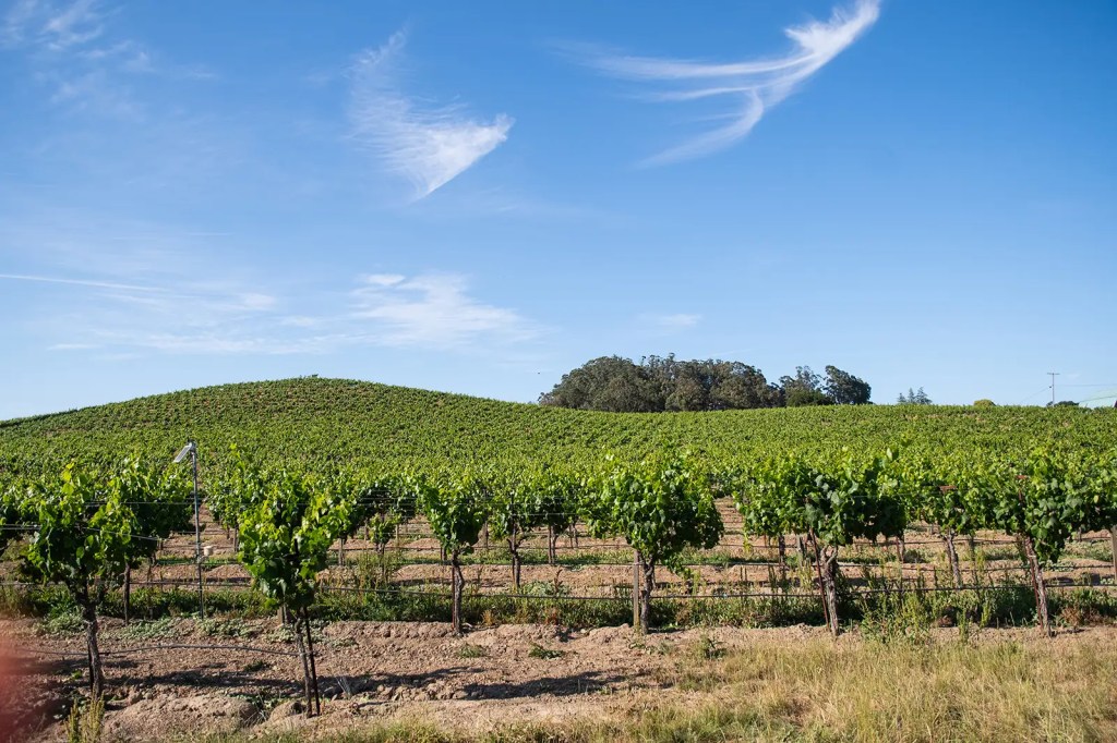 silverado sunset chardonnay